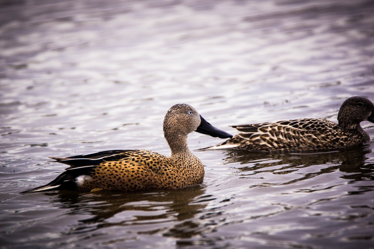 Red Shoveler - Ariel Troncoso Ossandón