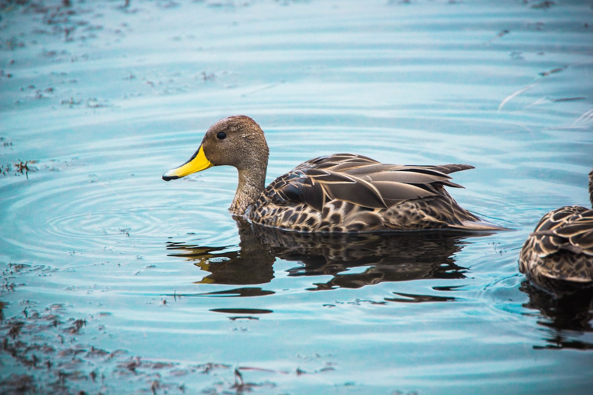 Yellow-billed Pintail - Ariel Troncoso Ossandón