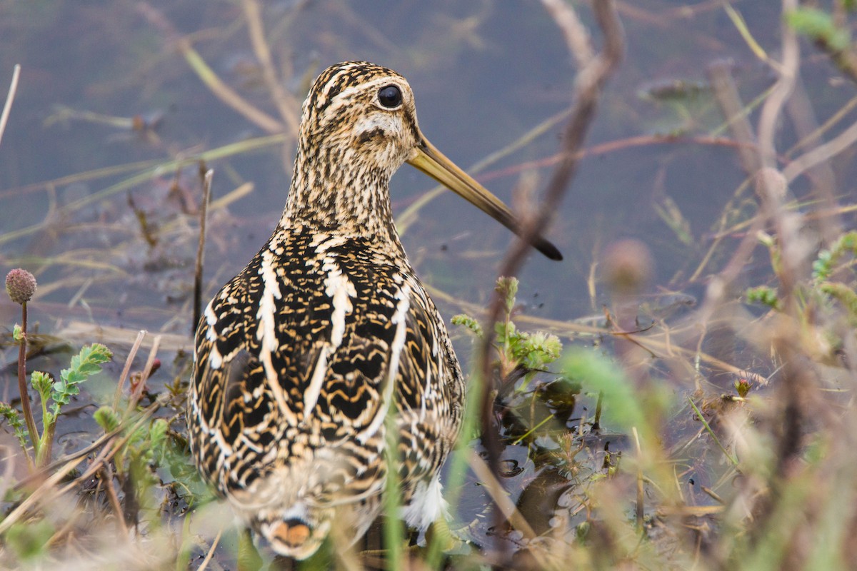 Magellanic Snipe - Ariel Troncoso Ossandón