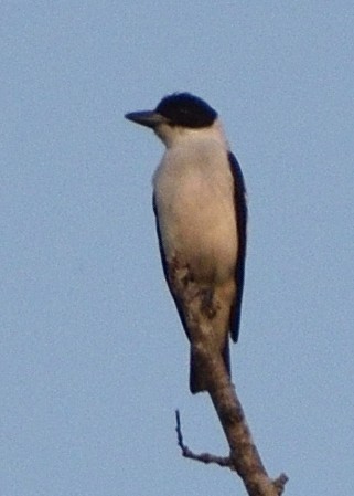 Black-crowned Tityra - ML246293891