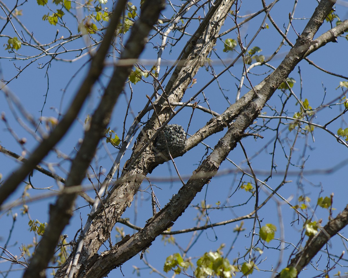 Blue-gray Gnatcatcher - ML246295201