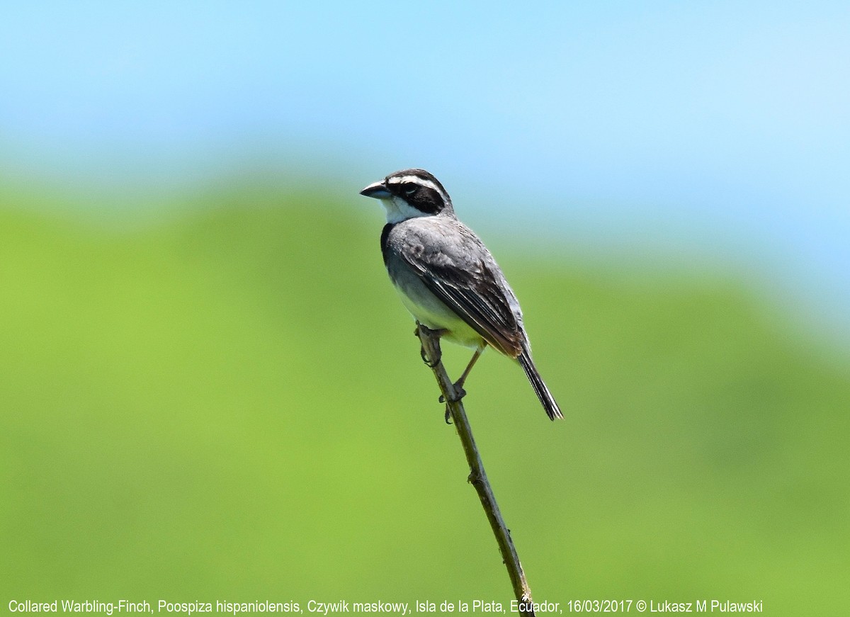 Collared Warbling Finch - ML246296491