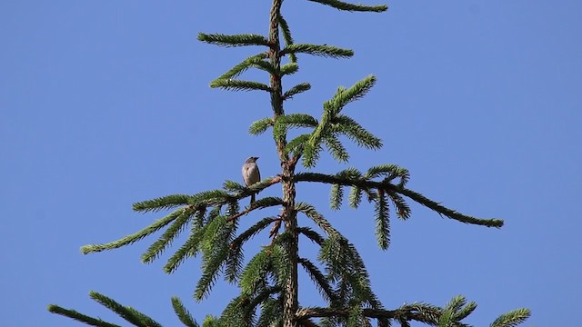 Chipping Sparrow - ML246296611