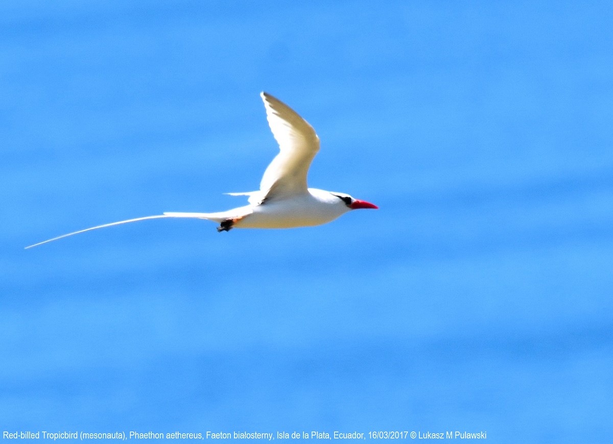 Red-billed Tropicbird - ML246296971