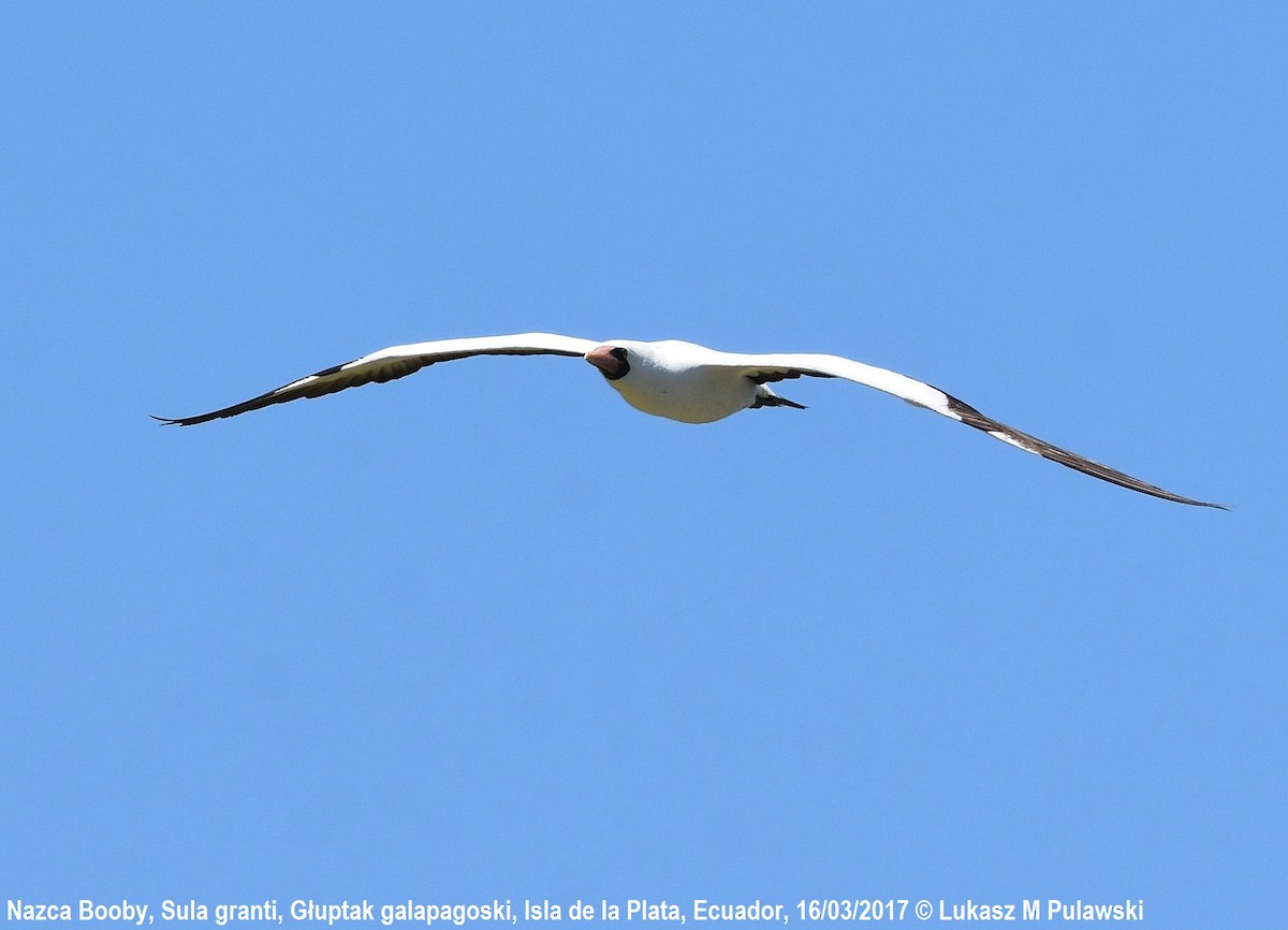 Nazca Booby - Lukasz Pulawski