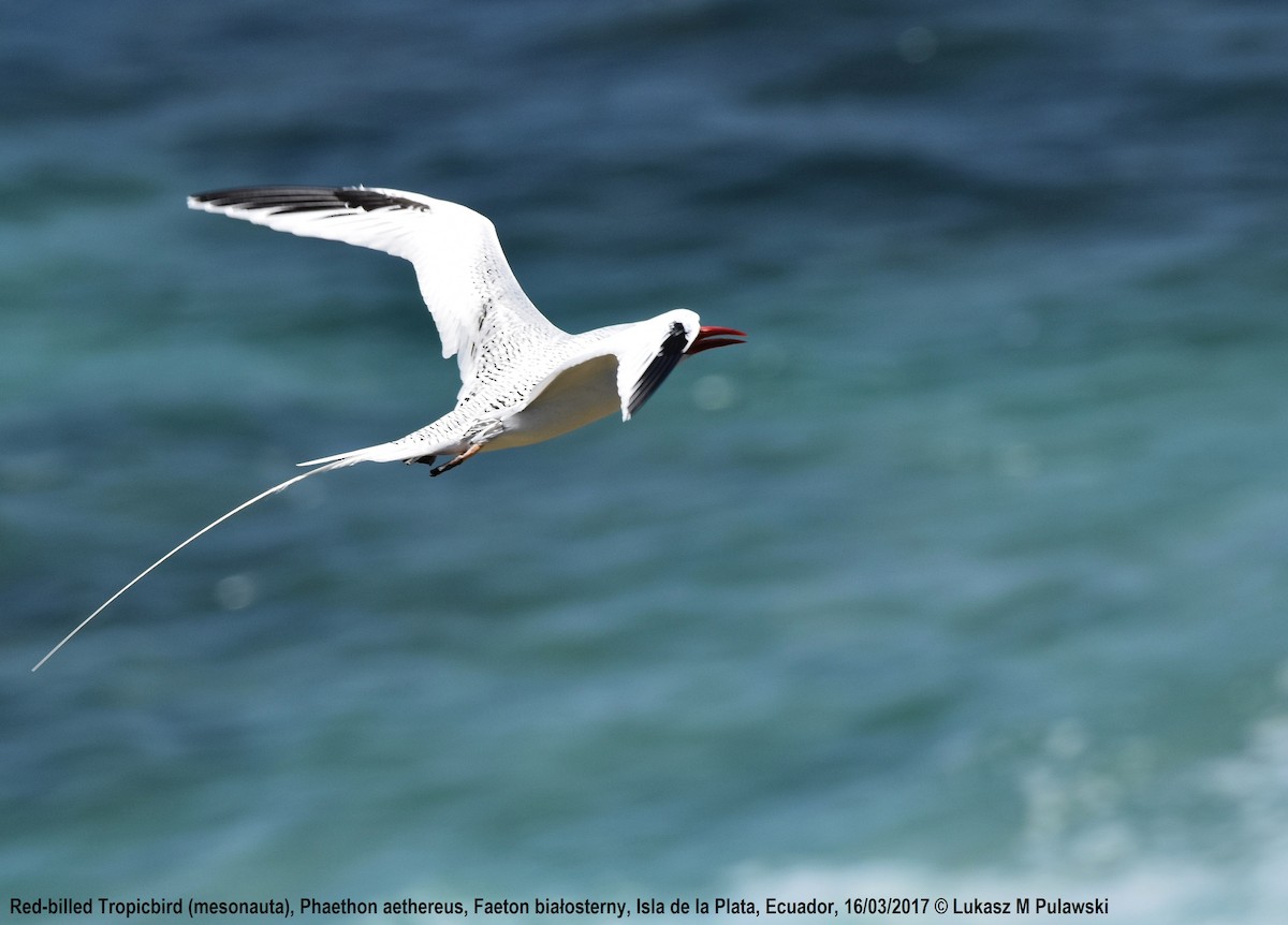 Red-billed Tropicbird - ML246297261