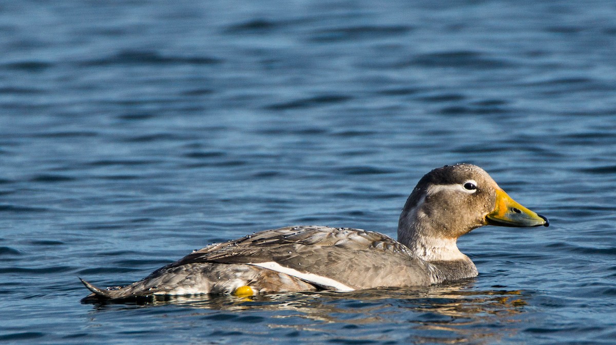 Flightless Steamer-Duck - ML246297601