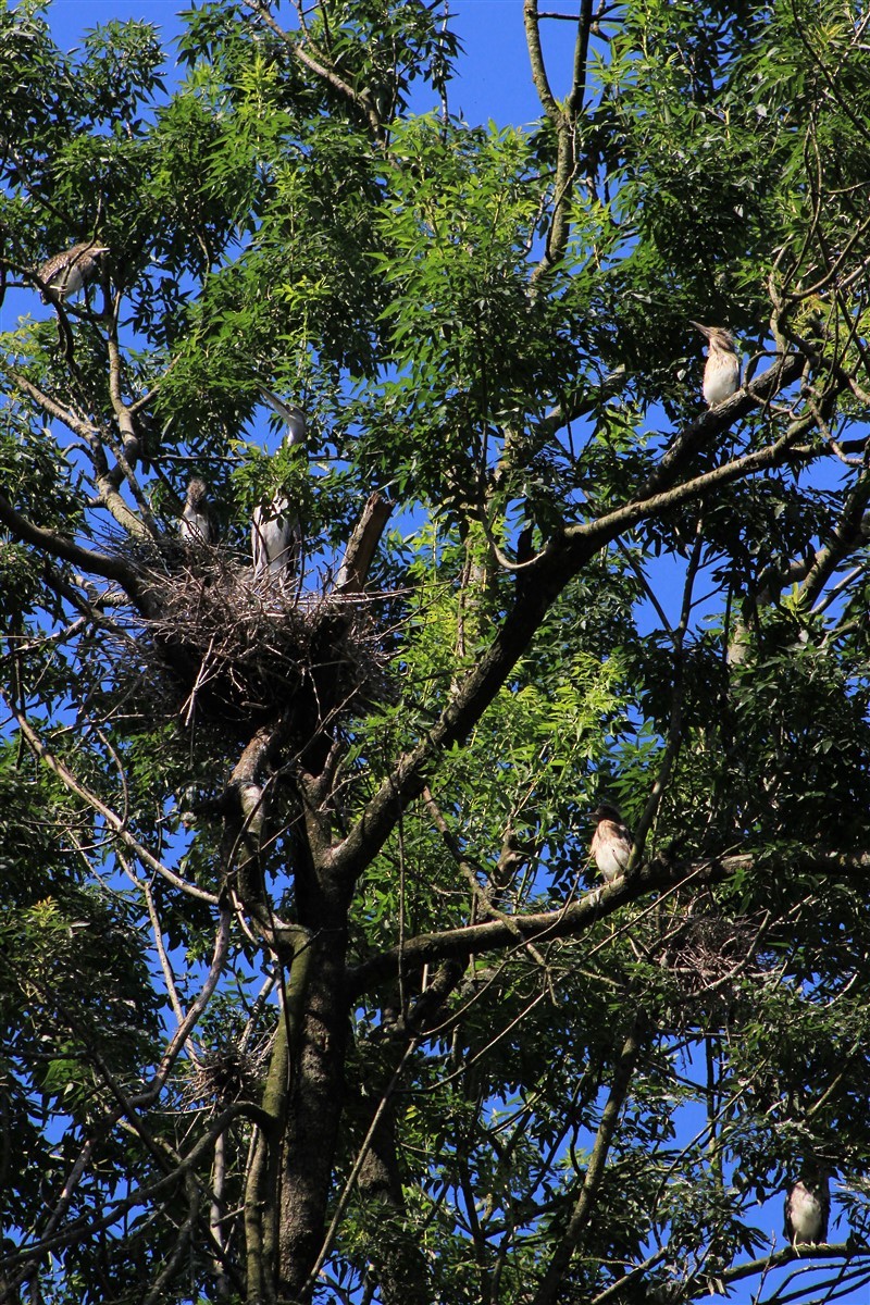 Black-crowned Night Heron - ML246298121