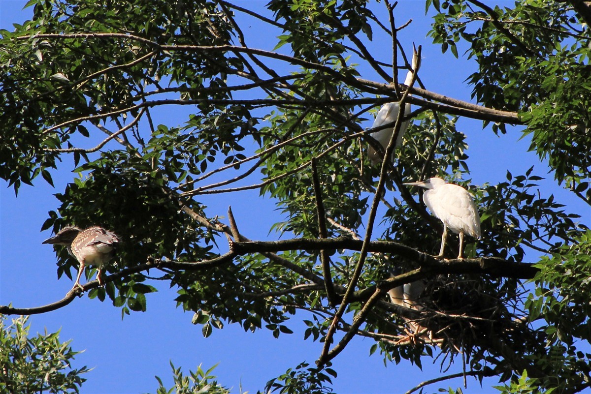 Black-crowned Night Heron - Salih MALAKCIOGLU