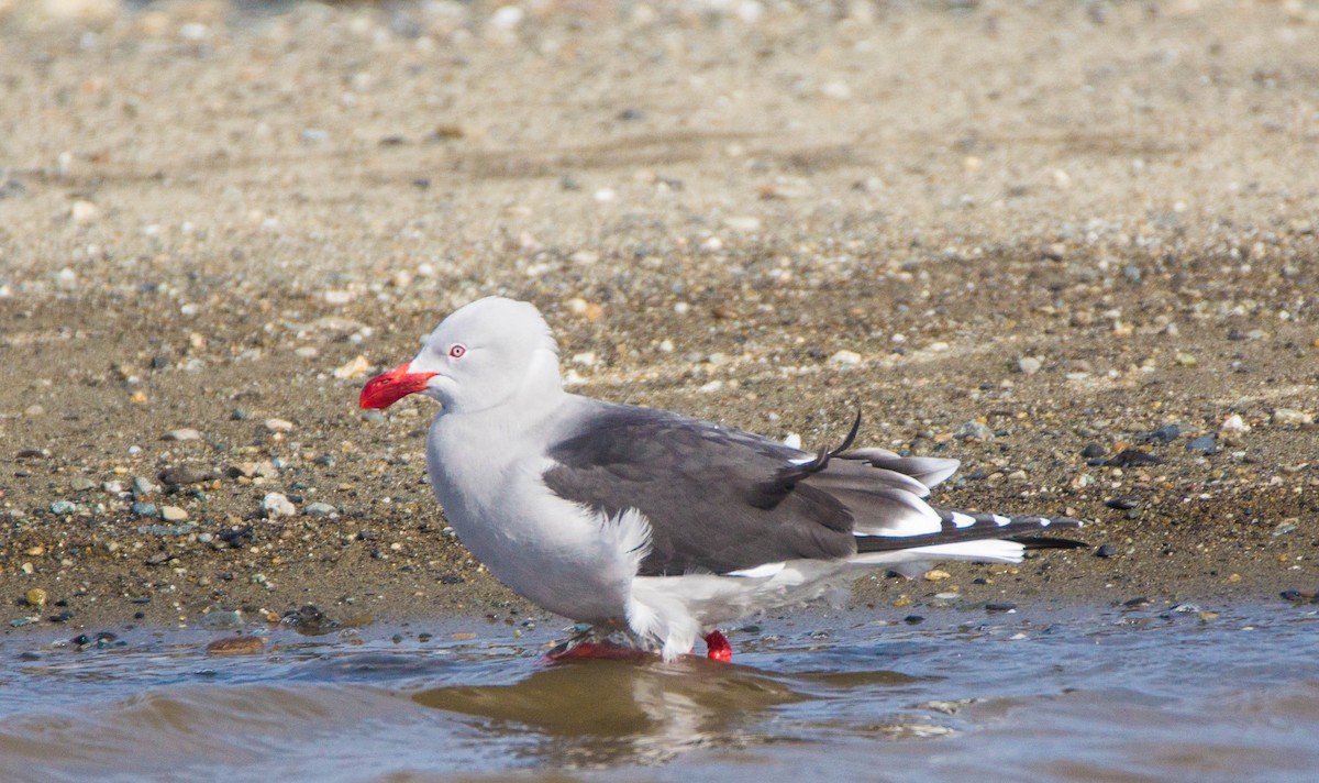 Dolphin Gull - ML246298201