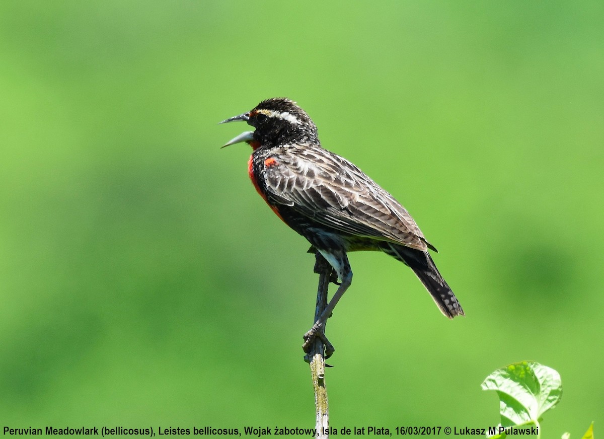 Peruvian Meadowlark - Lukasz Pulawski