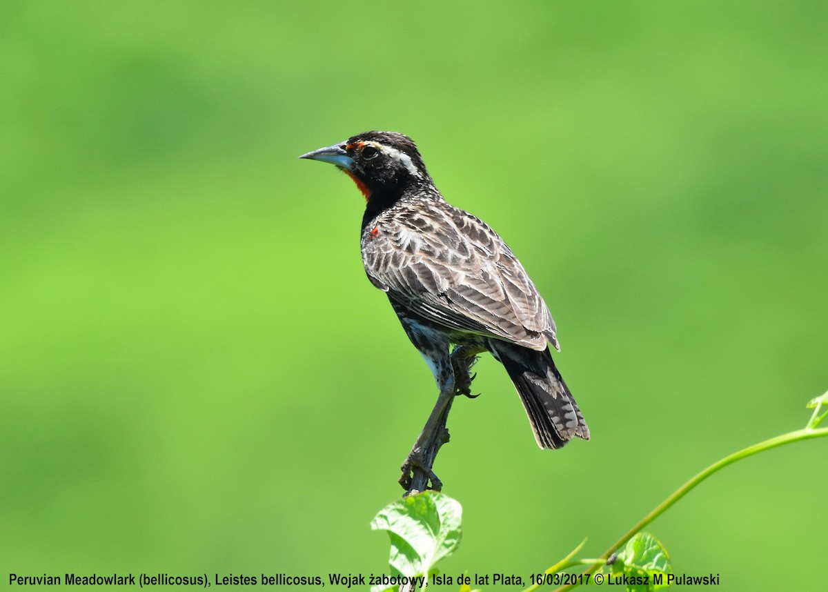 Peruvian Meadowlark - Lukasz Pulawski