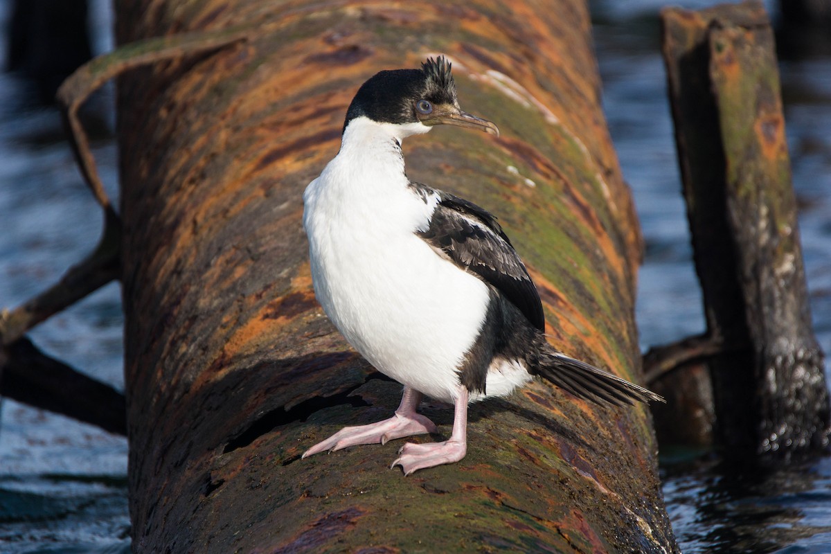 Imperial Cormorant - ML246298271