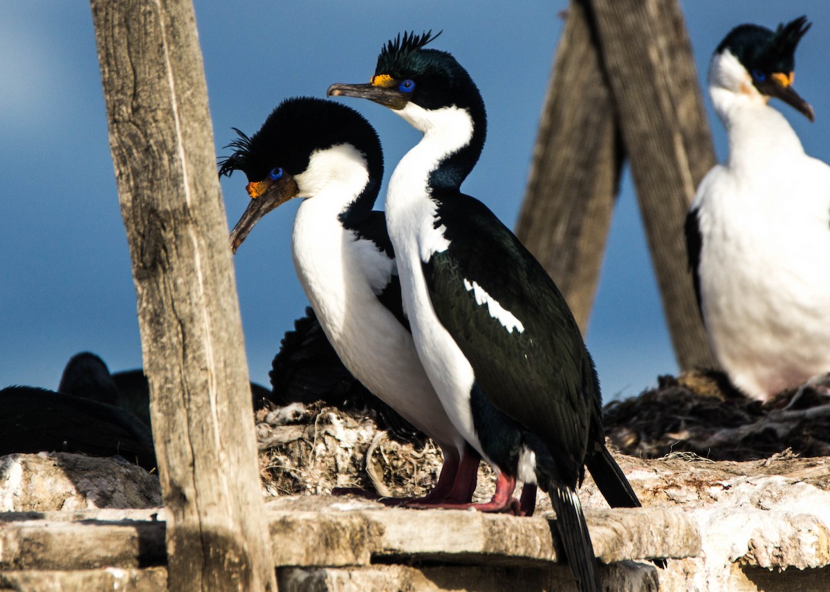 Imperial Cormorant - Ariel Troncoso Ossandón