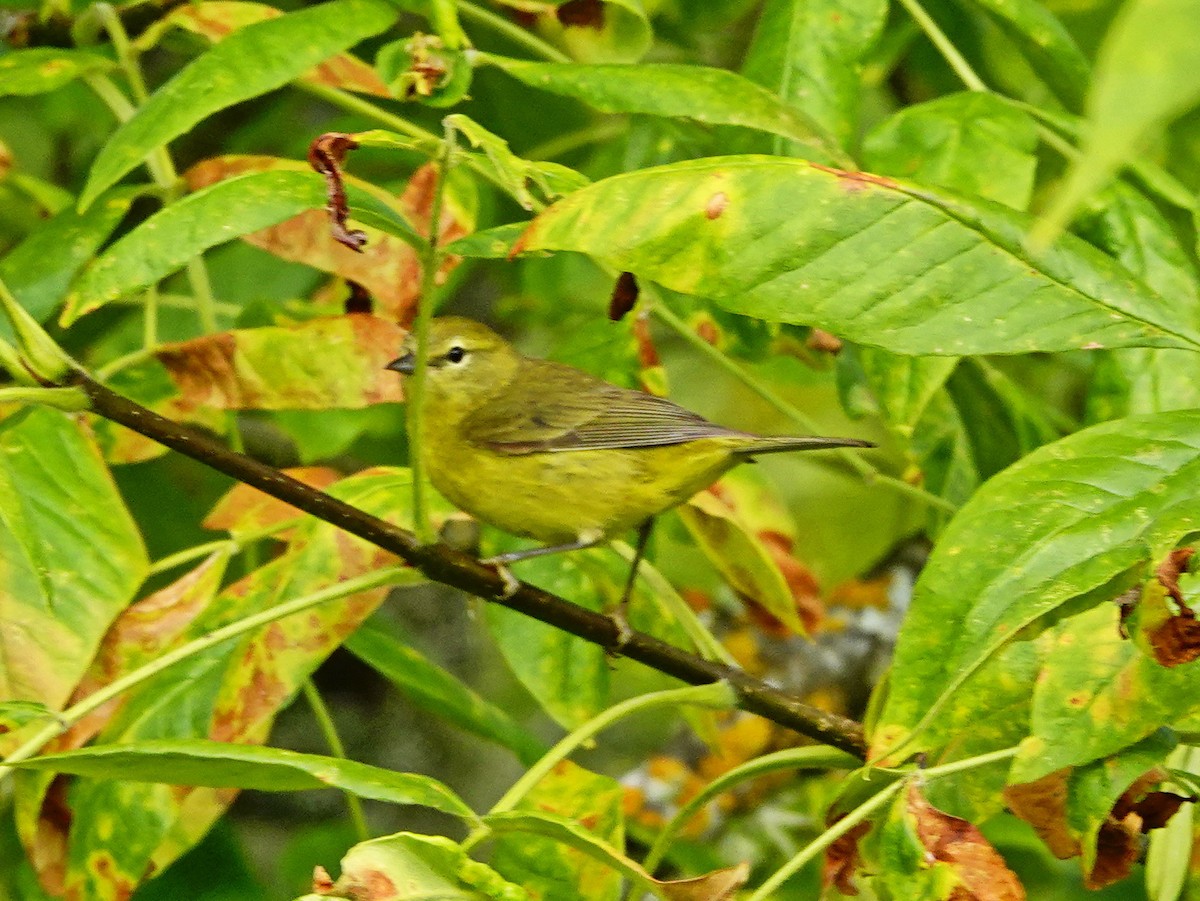 Orange-crowned Warbler - ML246298641