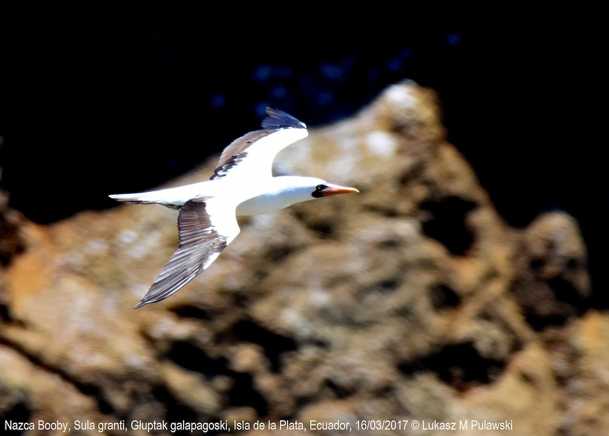 Nazca Booby - ML246298741