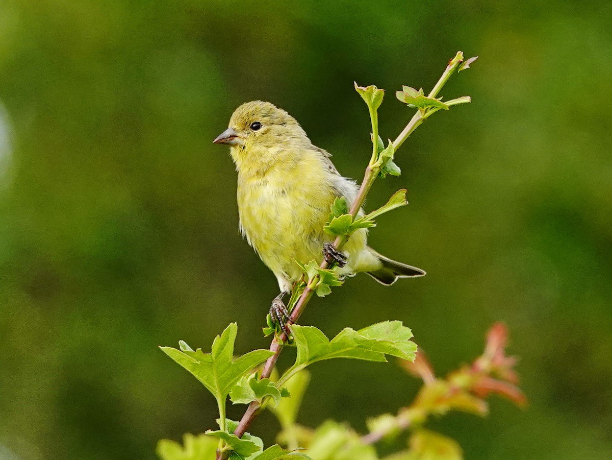 Lesser Goldfinch - ML246298781