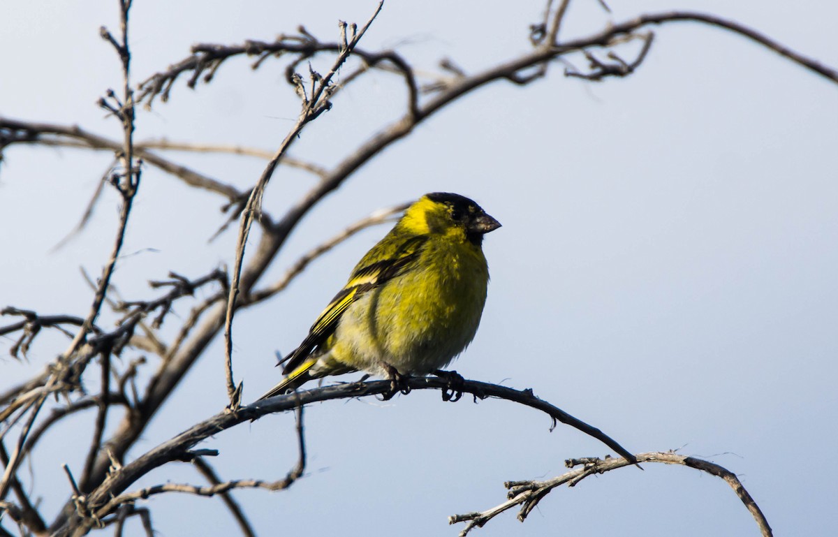 Black-chinned Siskin - Ariel Troncoso Ossandón