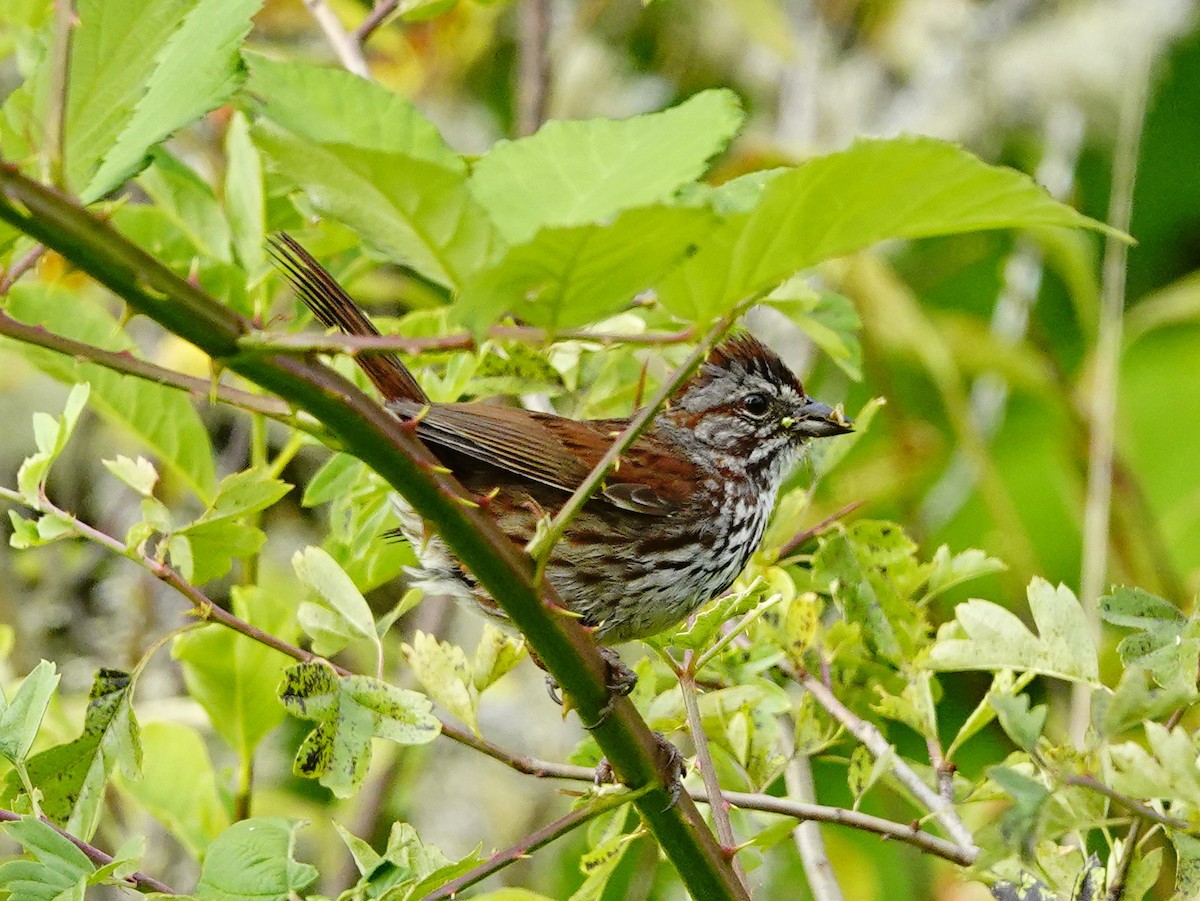 Song Sparrow - ML246298861