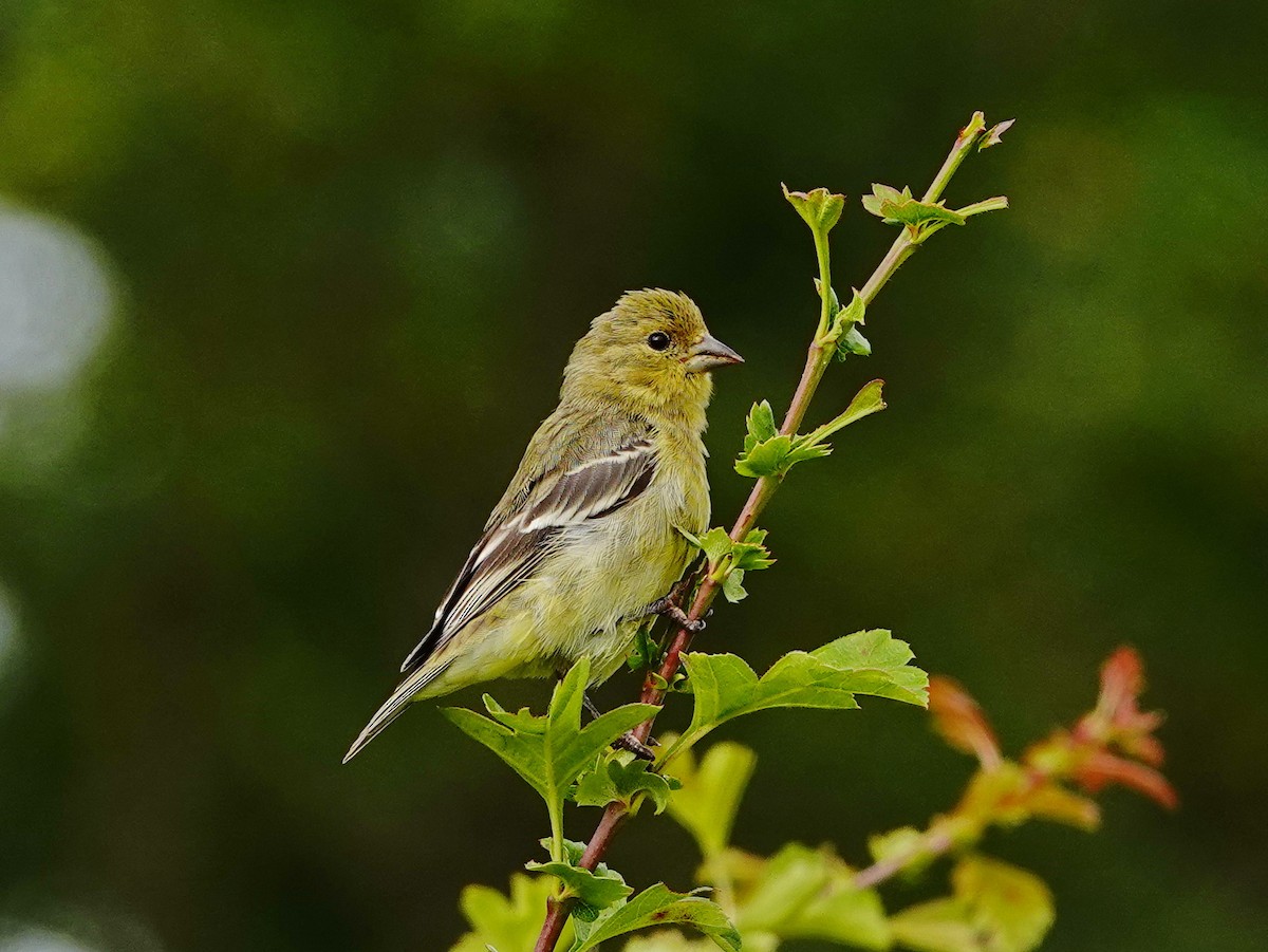 Lesser Goldfinch - ML246298921