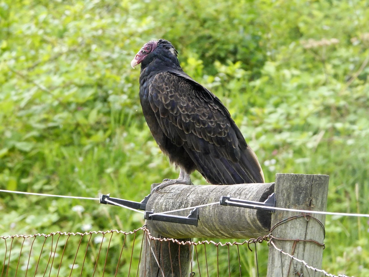 Turkey Vulture - ML246298941