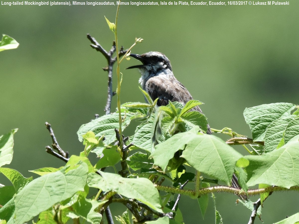 Long-tailed Mockingbird - ML246299251