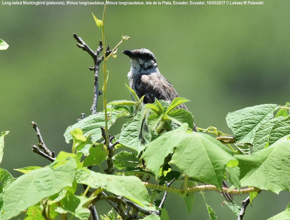 Long-tailed Mockingbird - ML246299271