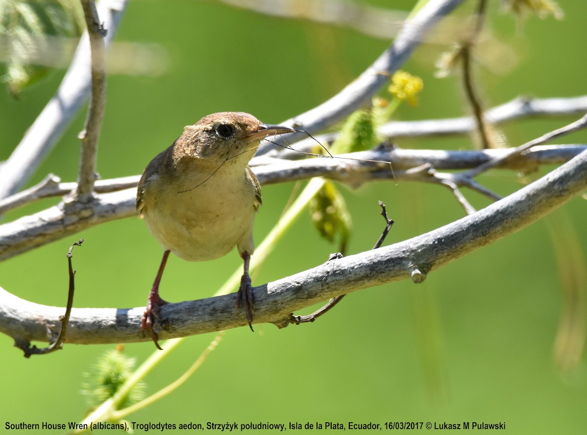 House Wren (Southern) - ML246299601