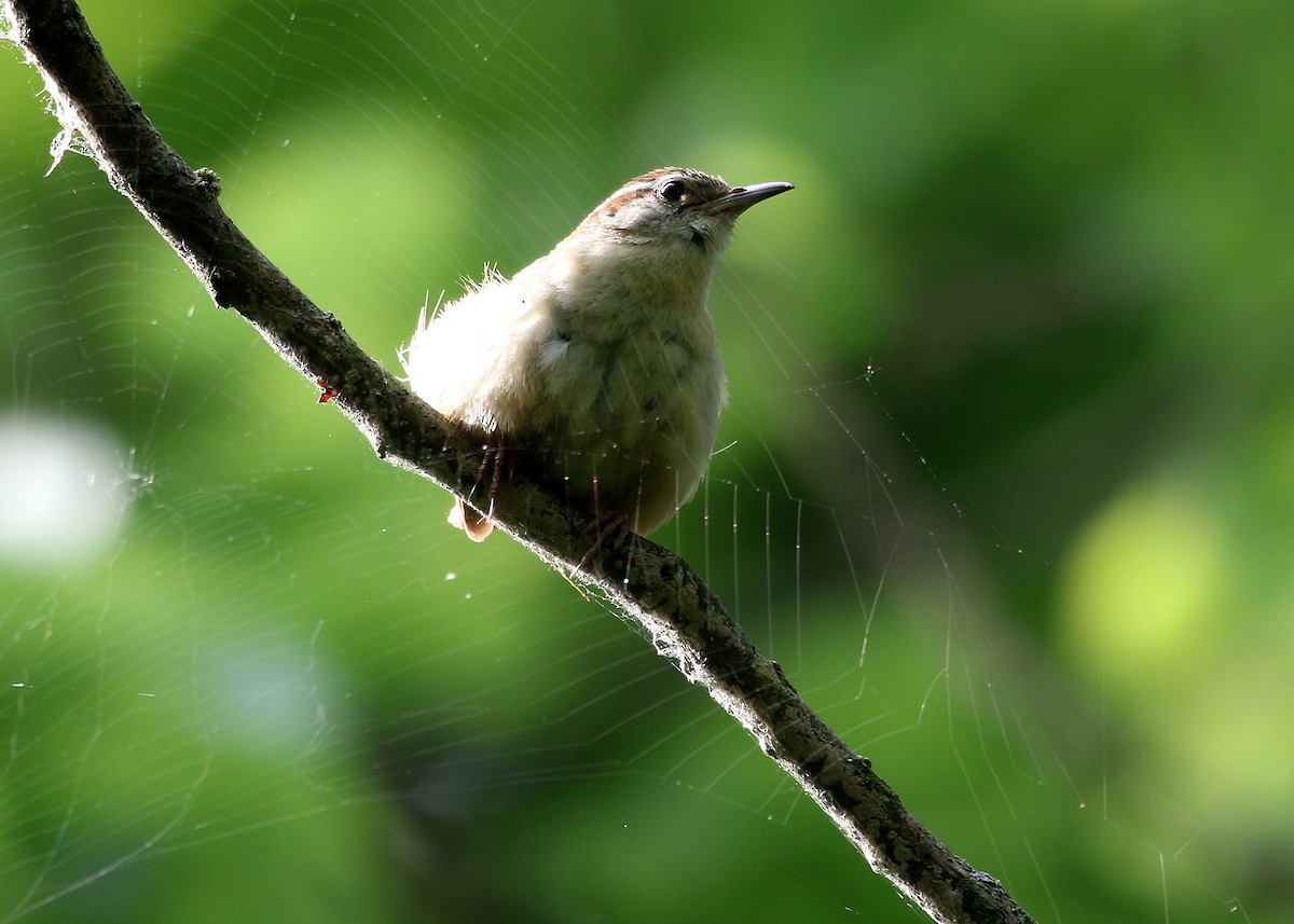 Carolina Wren - ML246299701