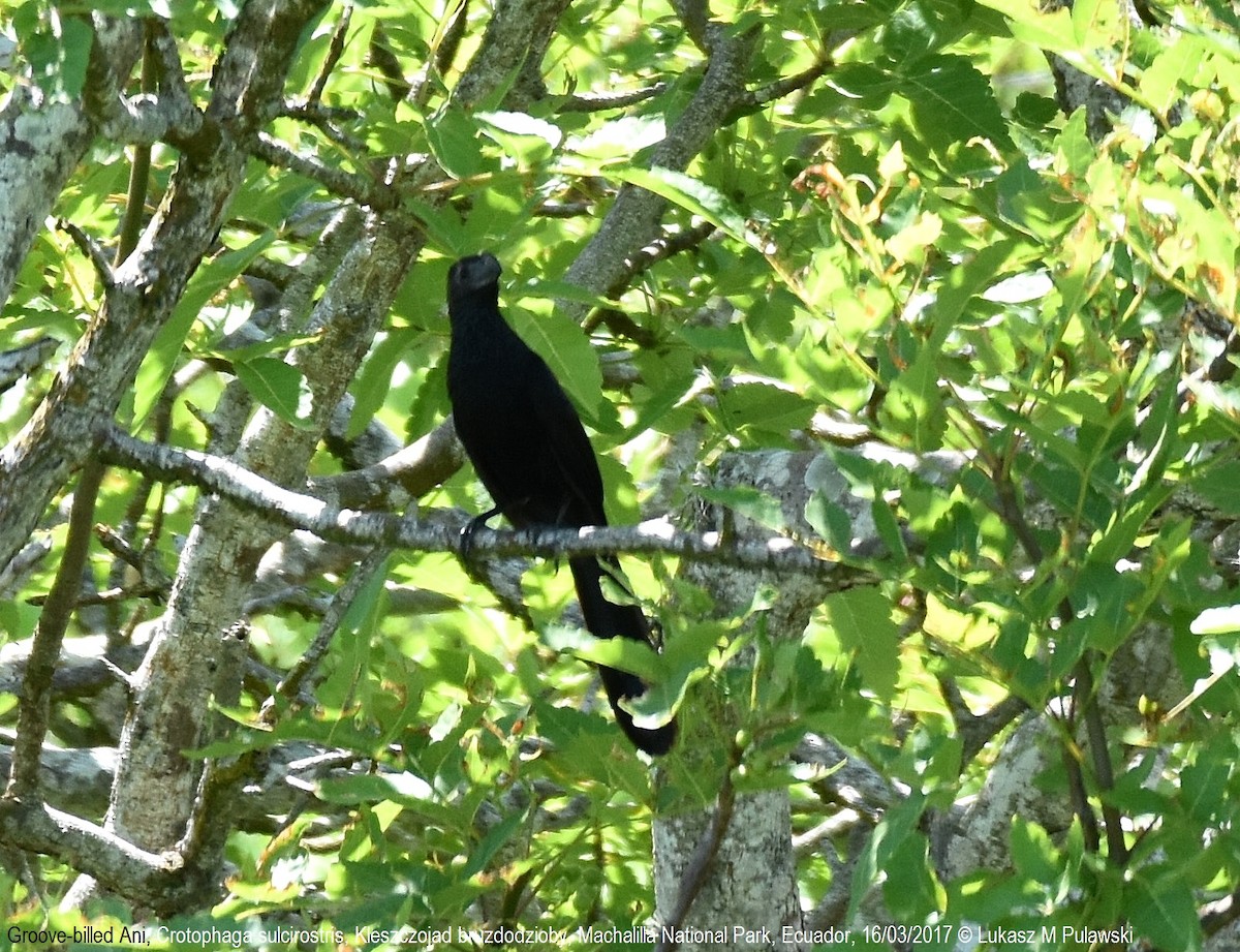 Groove-billed Ani - ML246299841