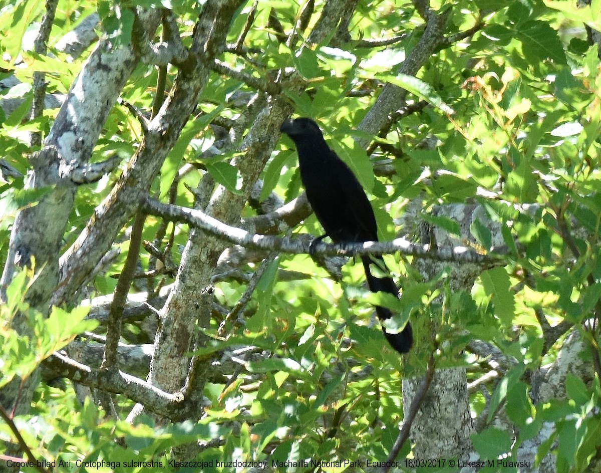 Groove-billed Ani - ML246299861