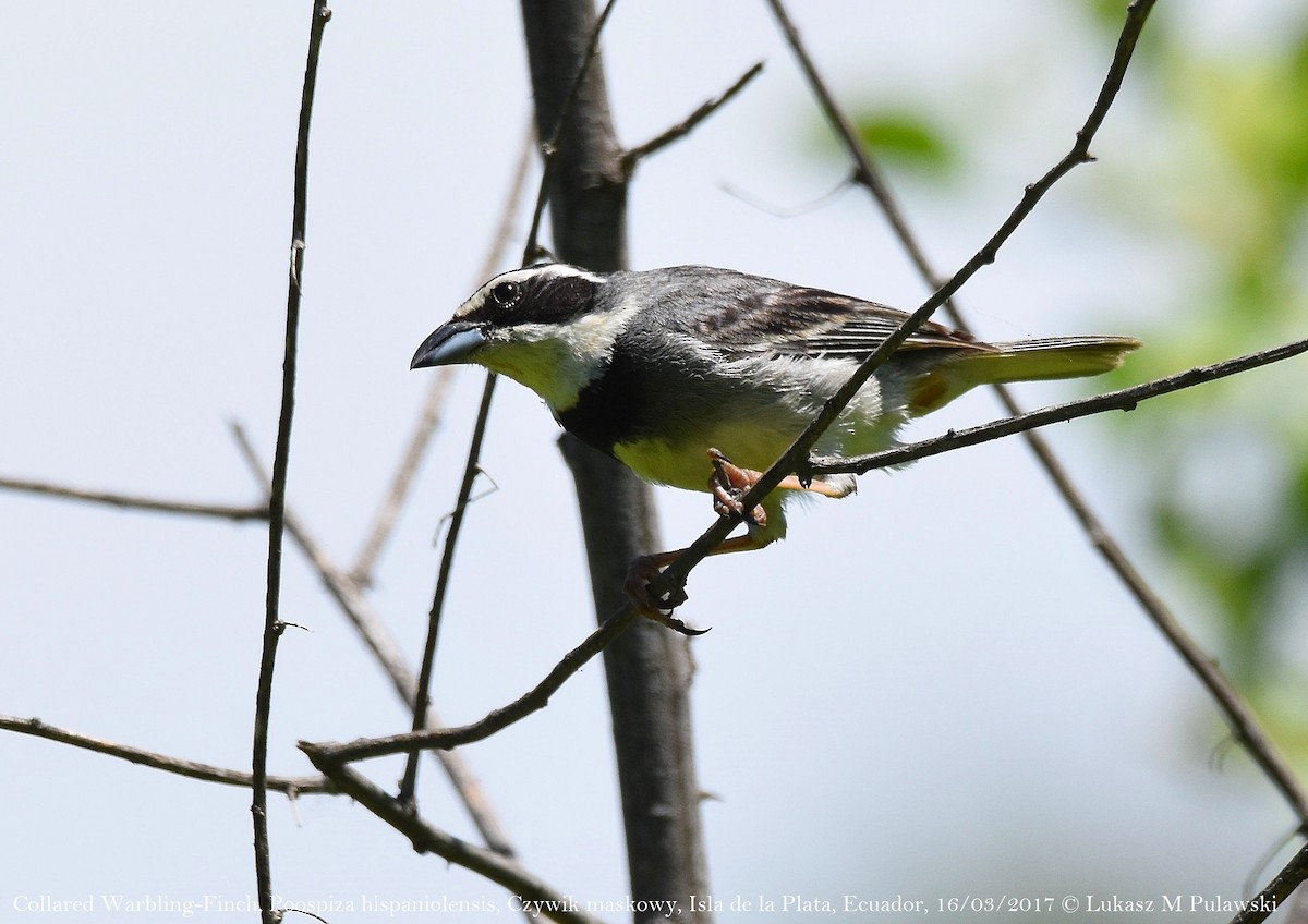 Collared Warbling Finch - ML246299941