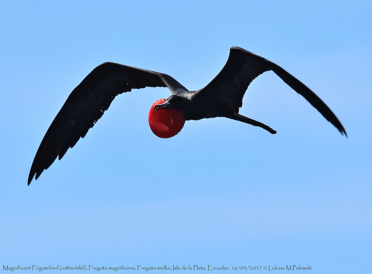 Magnificent Frigatebird - ML246300411