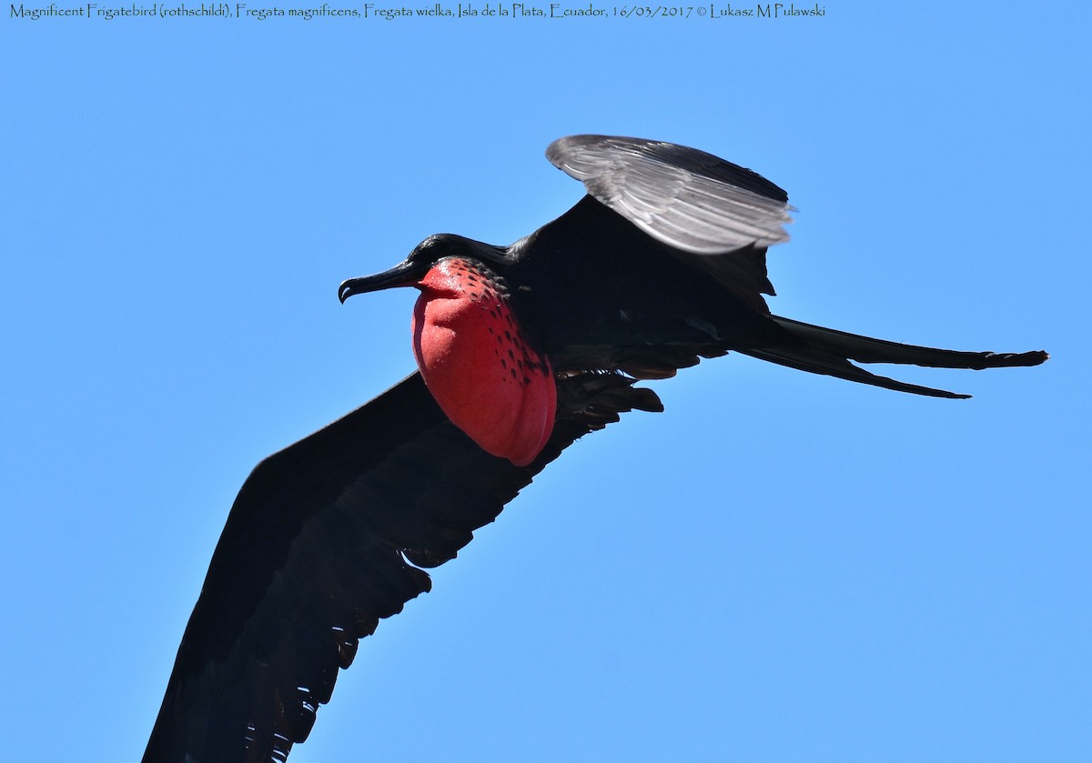 Magnificent Frigatebird - ML246300431