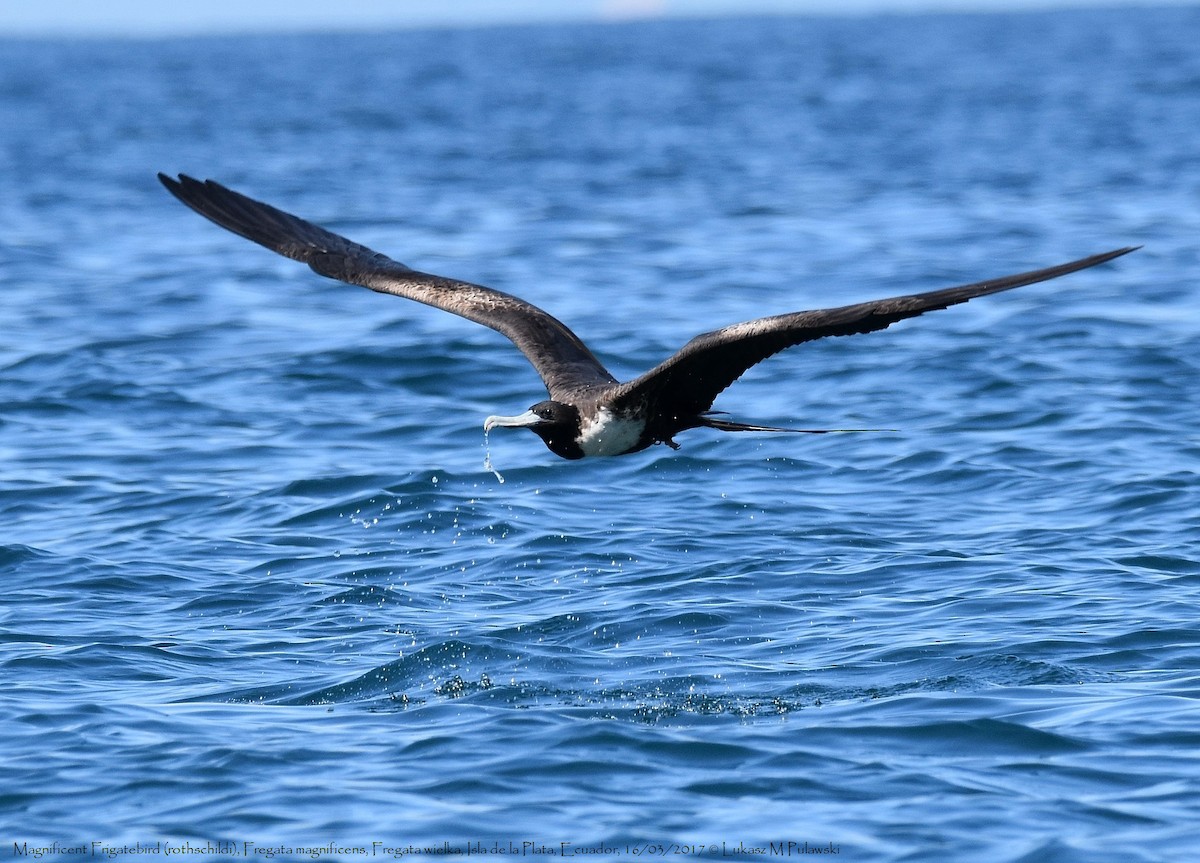 Magnificent Frigatebird - ML246300441