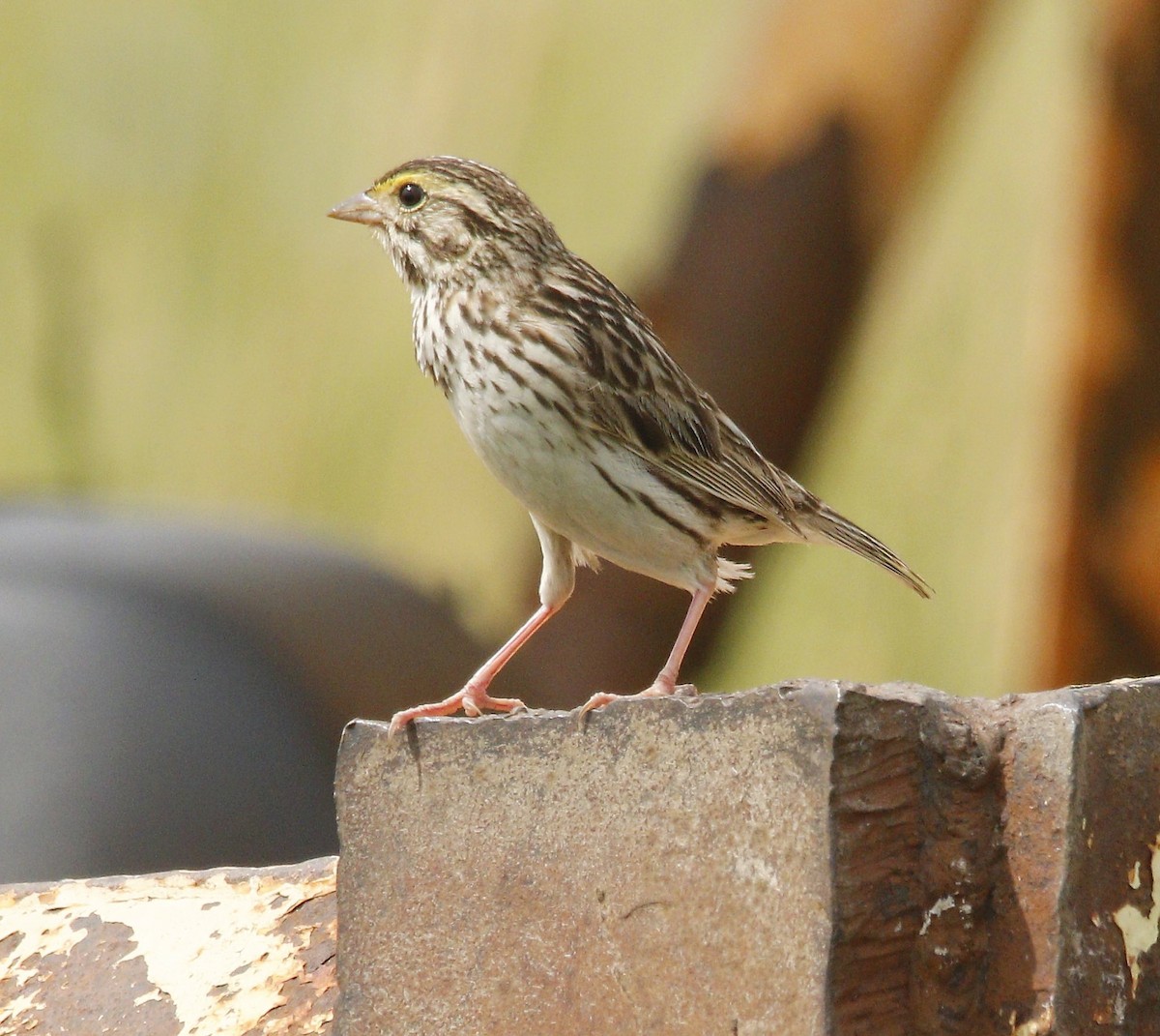 Savannah Sparrow - Becky Lutz