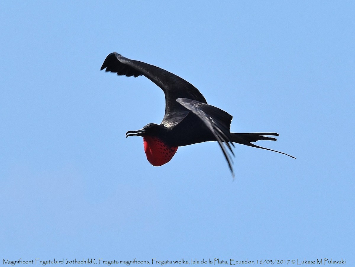 Magnificent Frigatebird - ML246300921