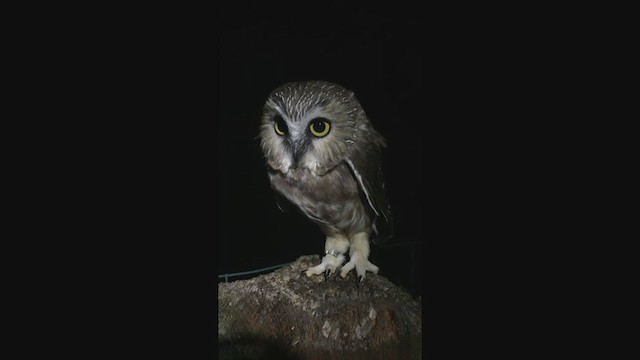 アメリカキンメフクロウ - ML246302471