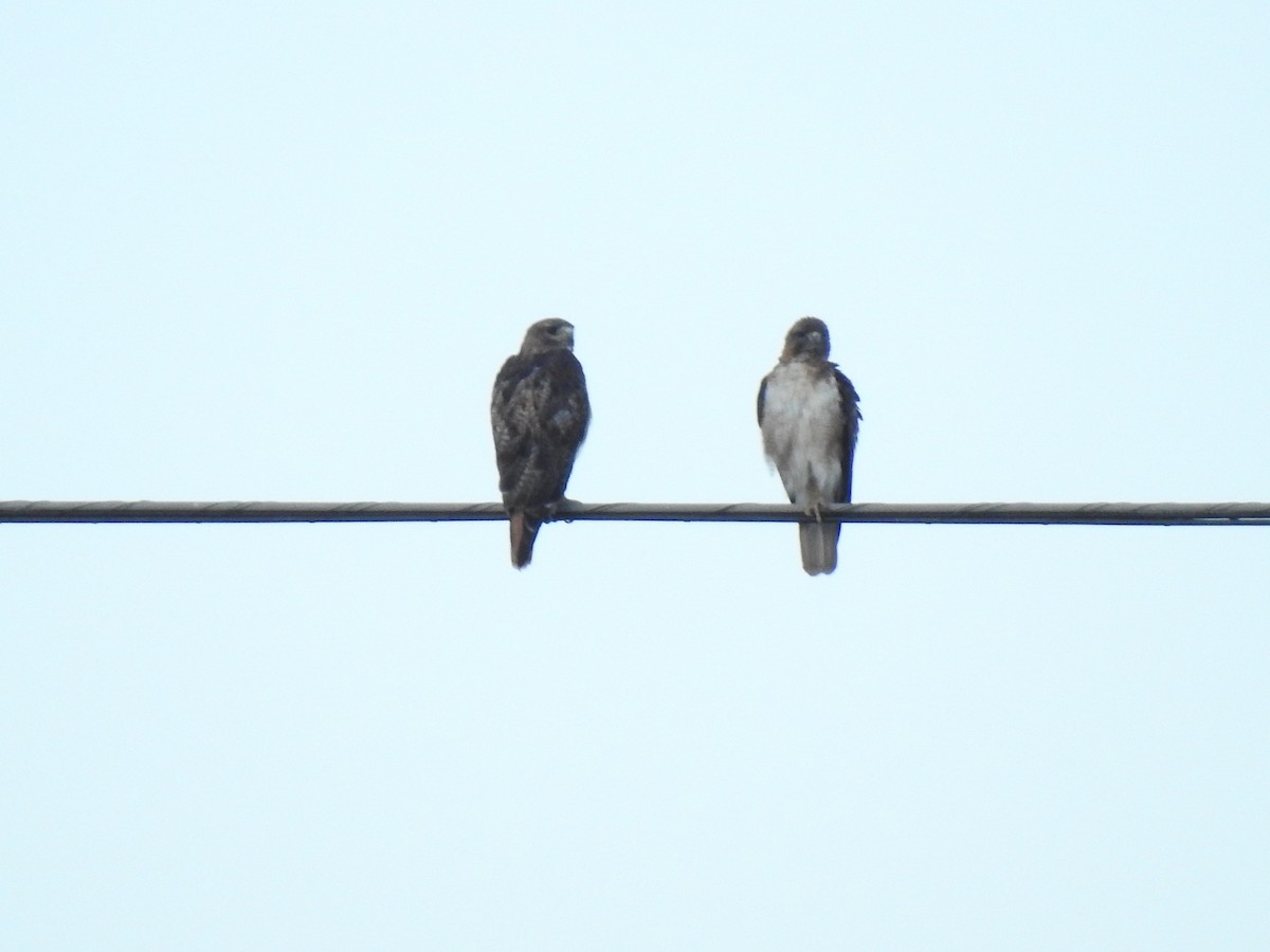 Red-tailed Hawk - John Kiseda