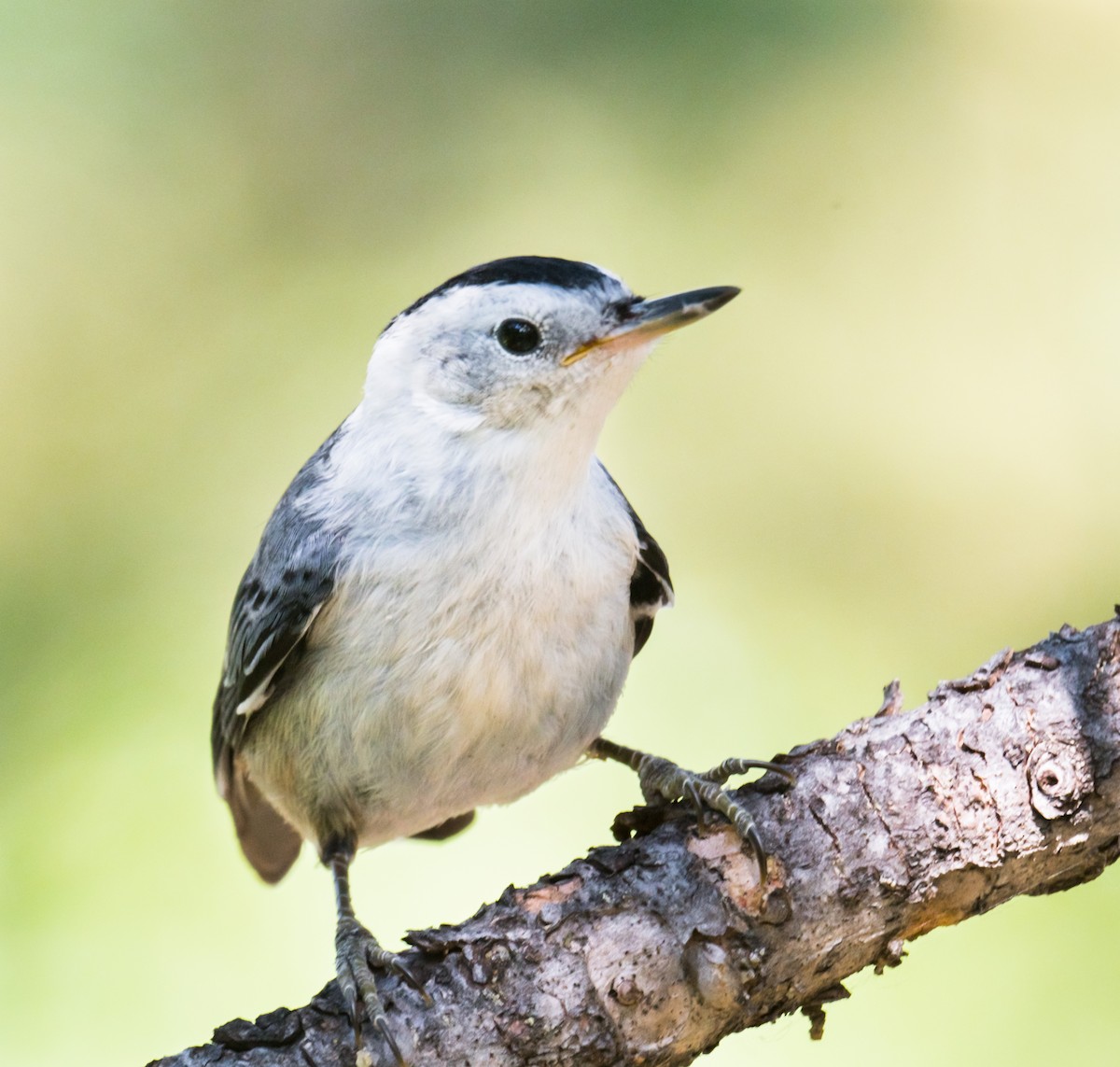 White-breasted Nuthatch - ML246303891