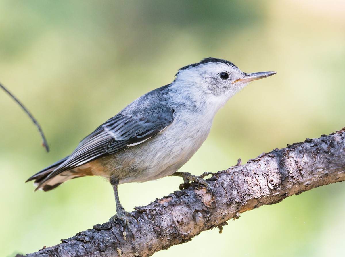 White-breasted Nuthatch - Jim Merritt
