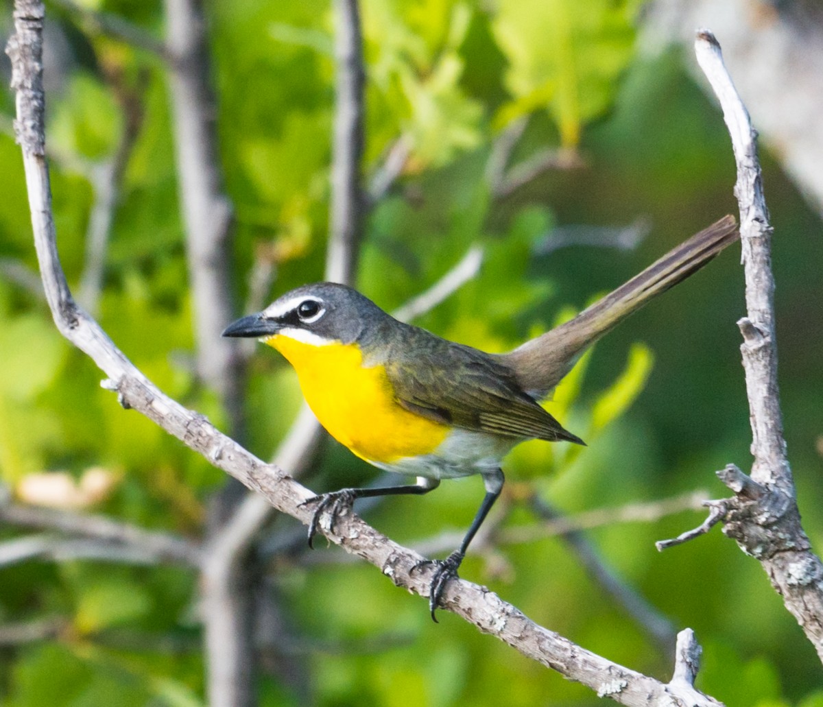 Yellow-breasted Chat - ML246304081