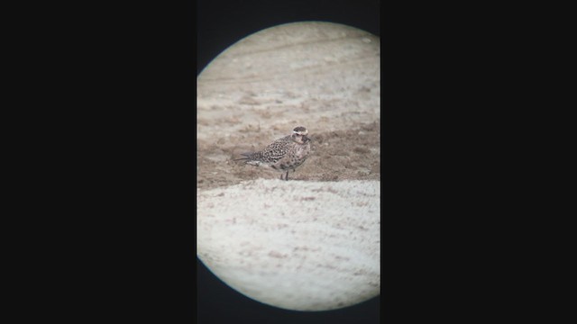 American Golden-Plover - ML246304151