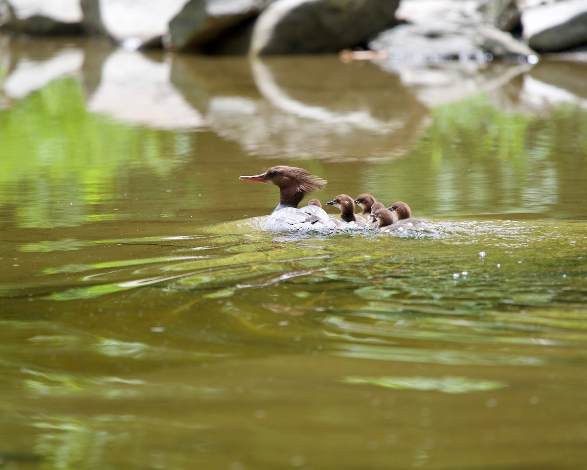 Common Merganser - ML246304541