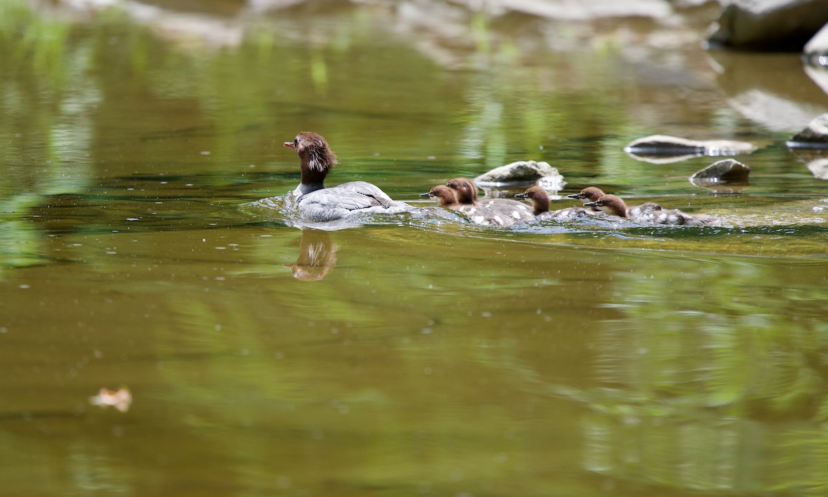 Common Merganser - ML246304561