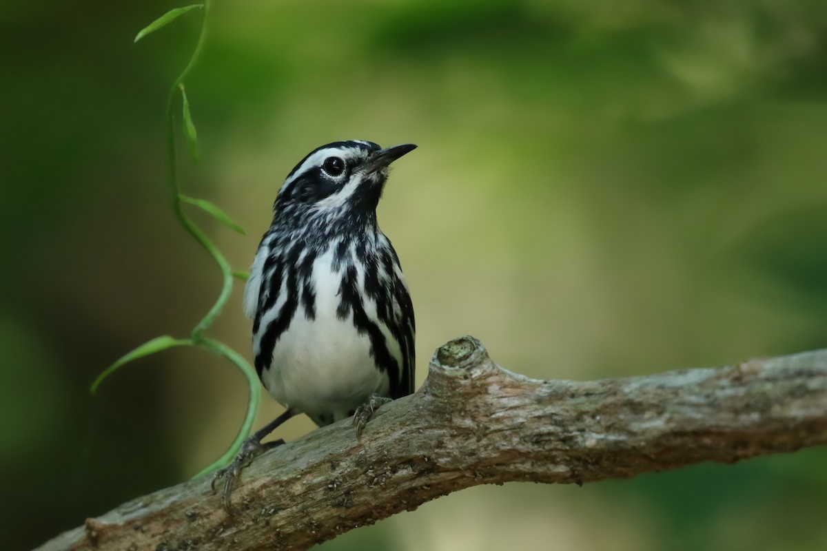 Black-and-white Warbler - ML246304981