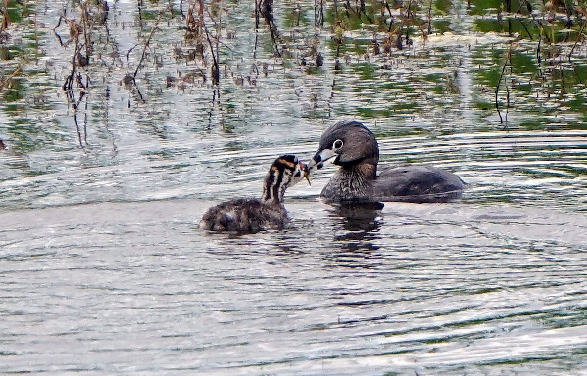 Pied-billed Grebe - Dave Hayden