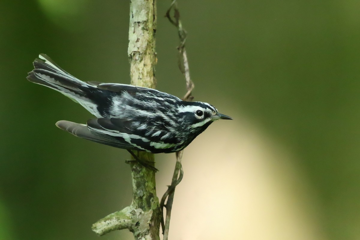 Black-and-white Warbler - ML246305541