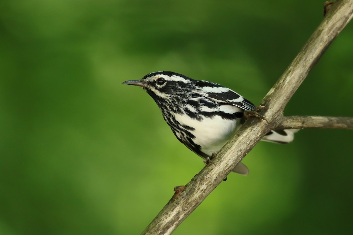 Black-and-white Warbler - ML246305731