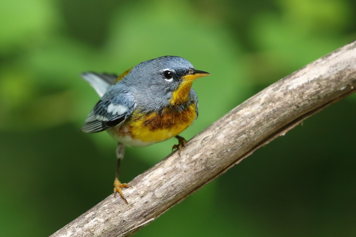 Northern Parula - ML246306041